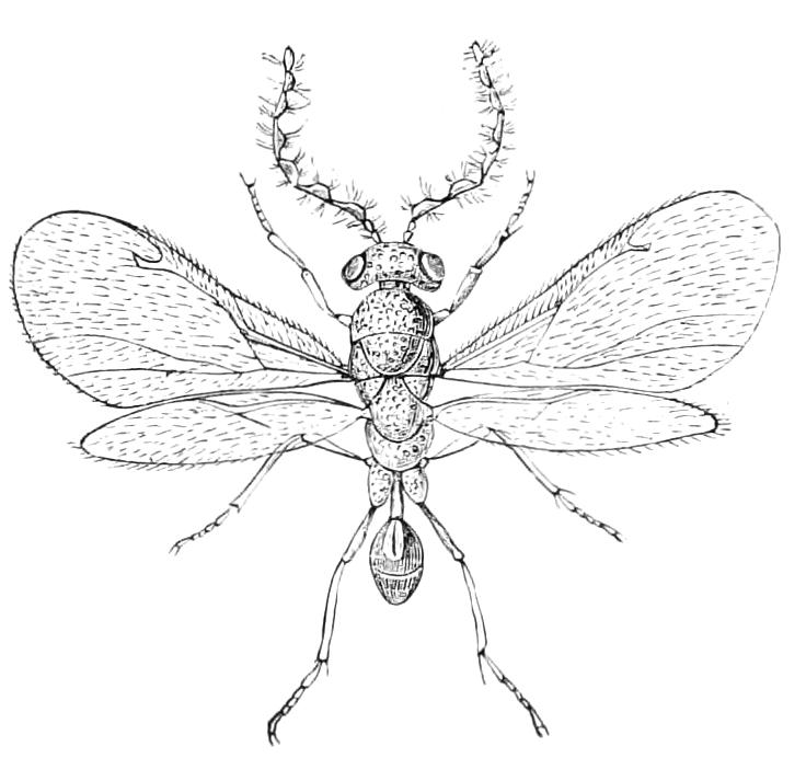 fig355