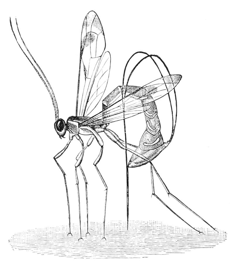 fig362