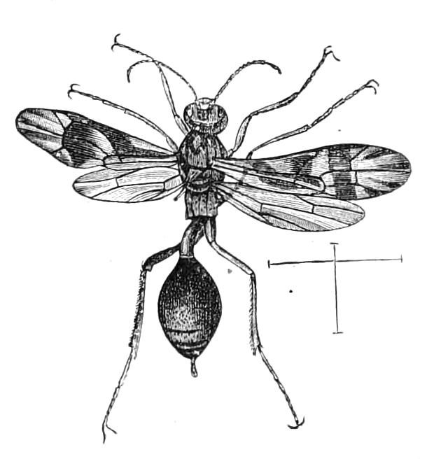 fig364