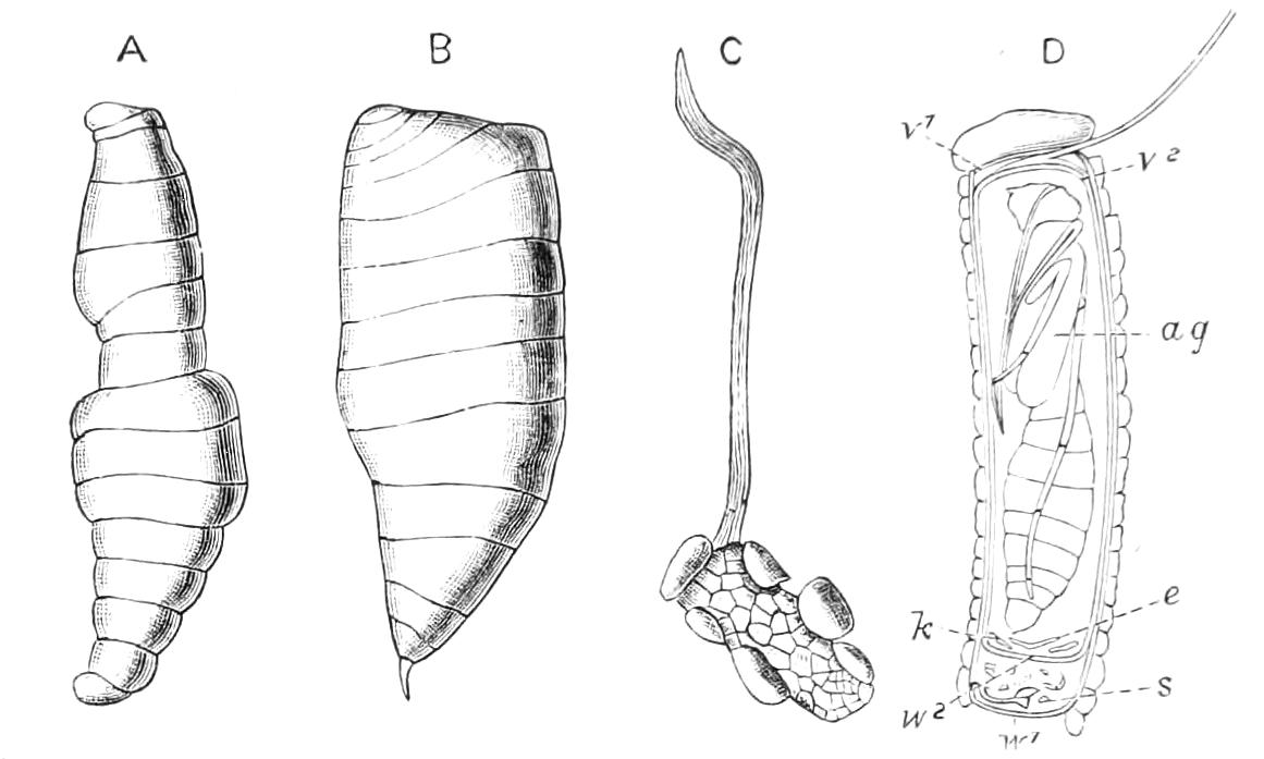 fig365