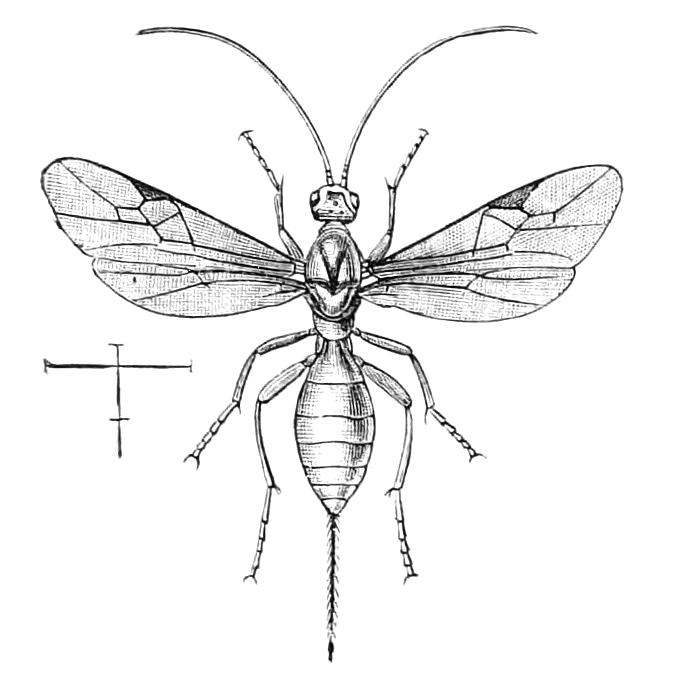 fig366