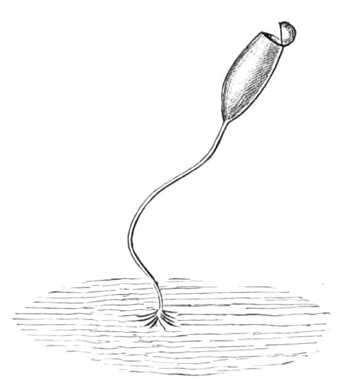 fig368
