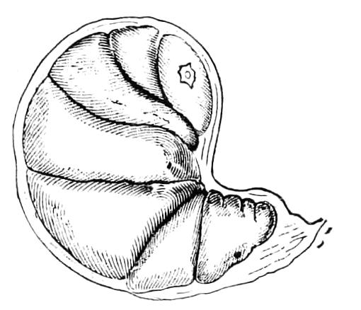 fig40