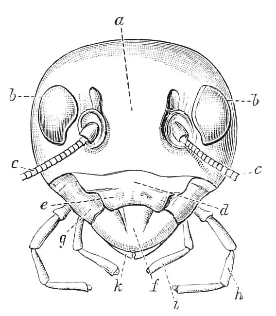 fig50