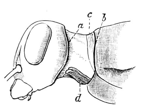 fig54