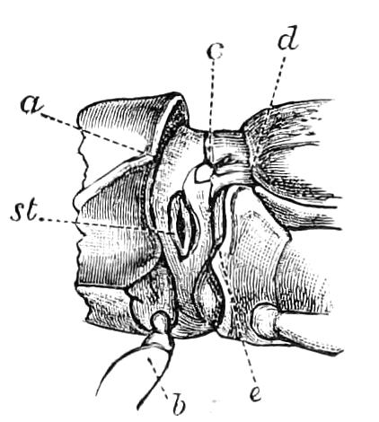 fig61