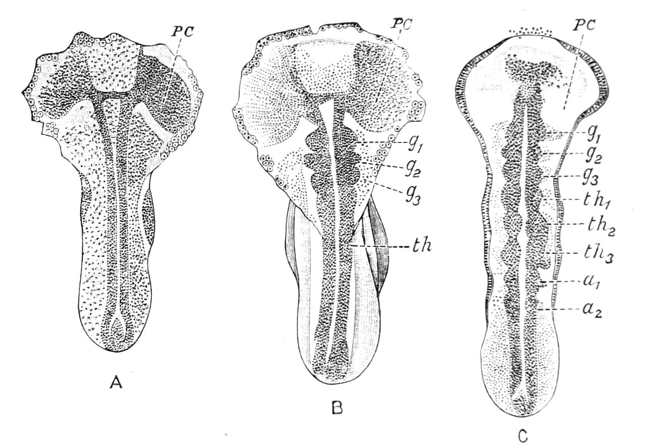 fig81
