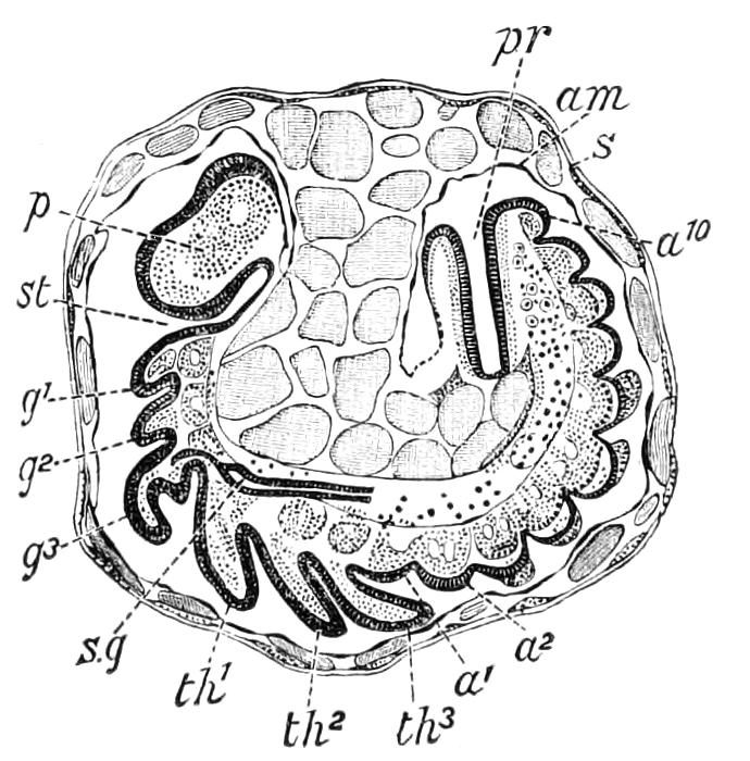 fig82