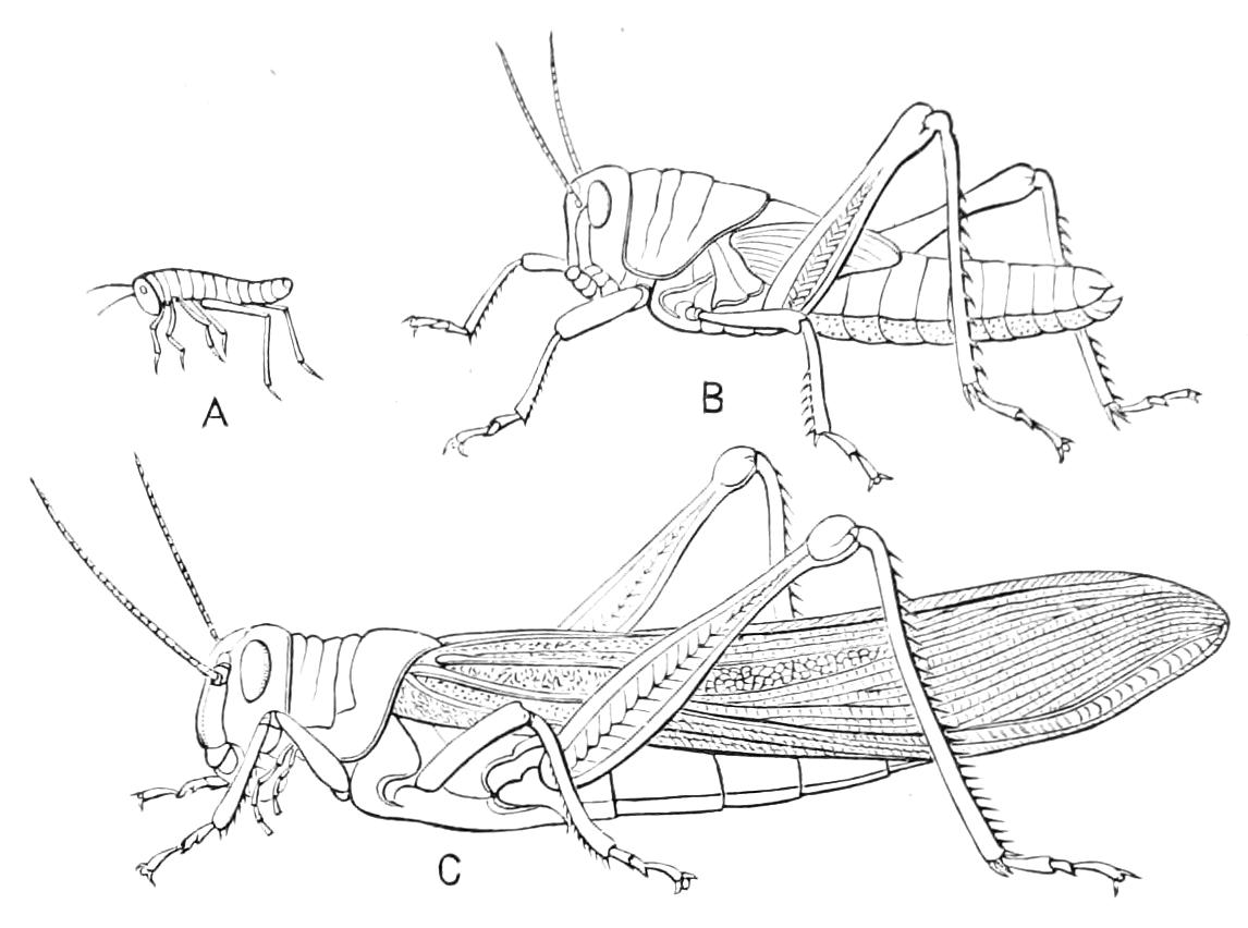 fig84