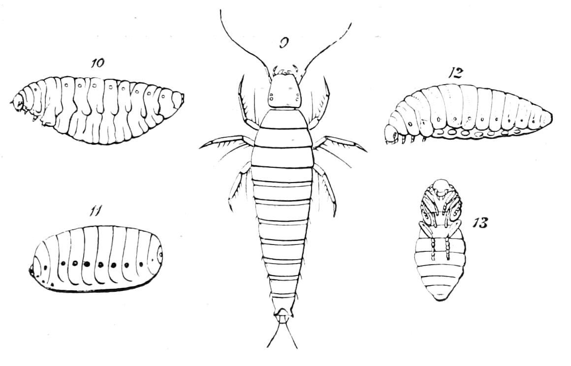 fig86