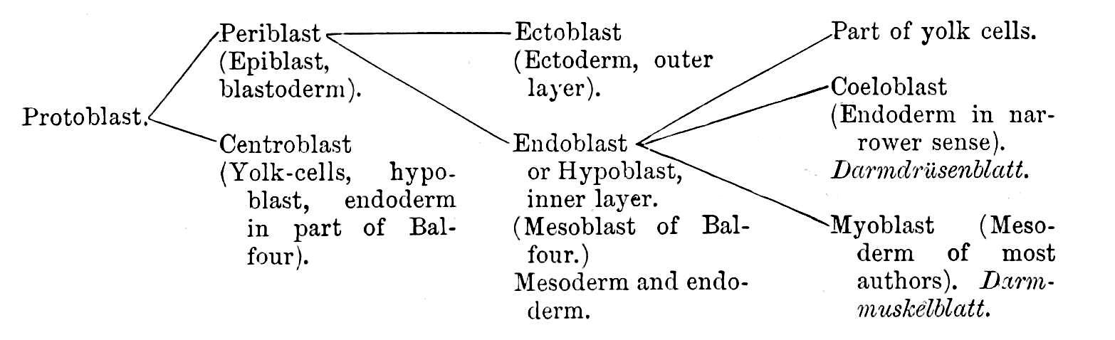 Embryonic layers