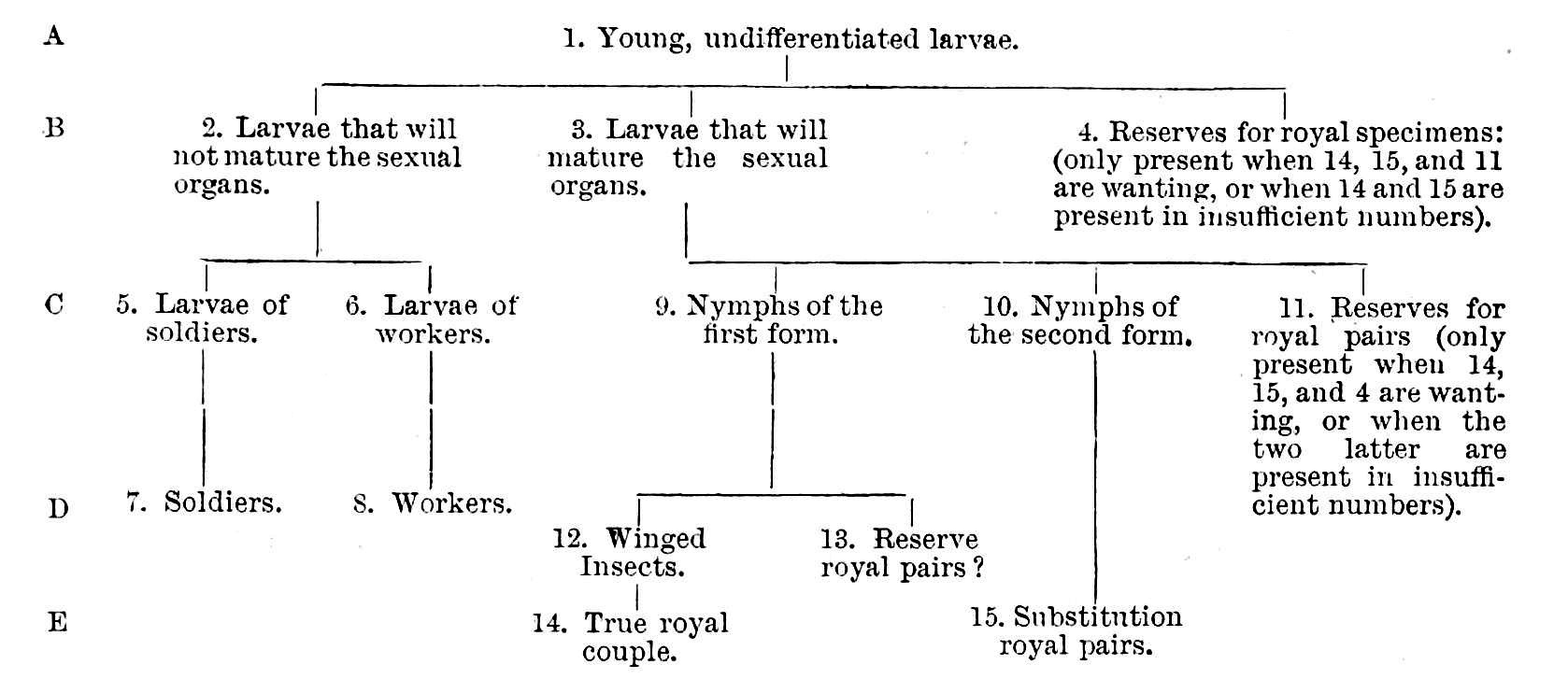 Embryonic layers