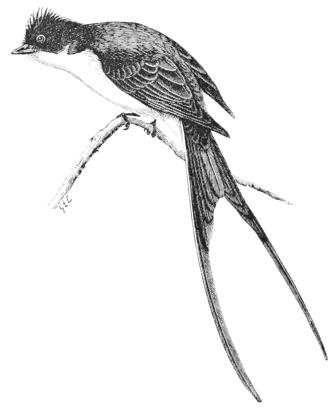 fig101