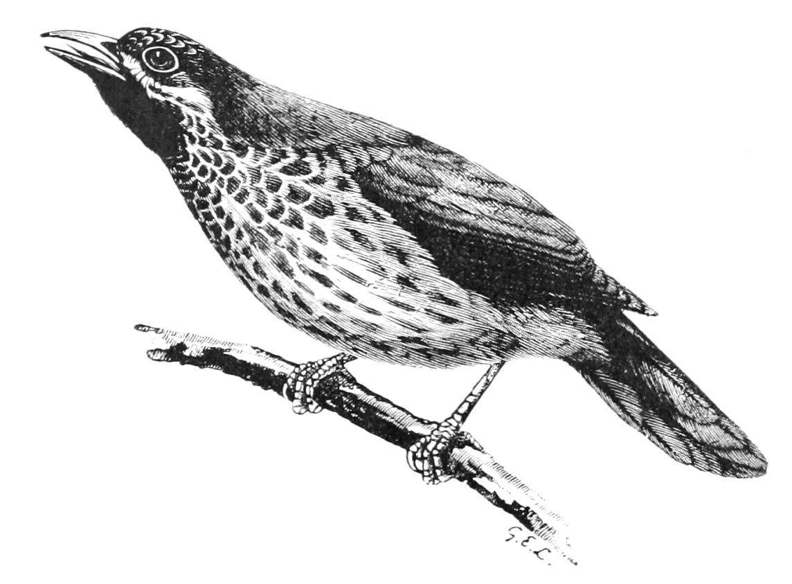 fig109