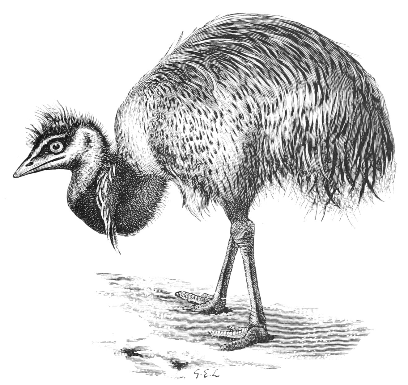fig11