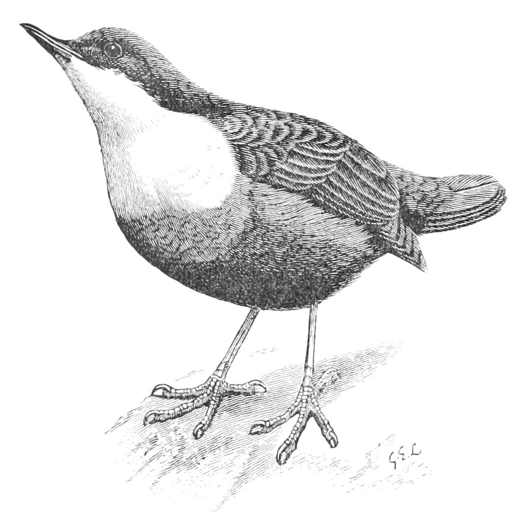 fig113