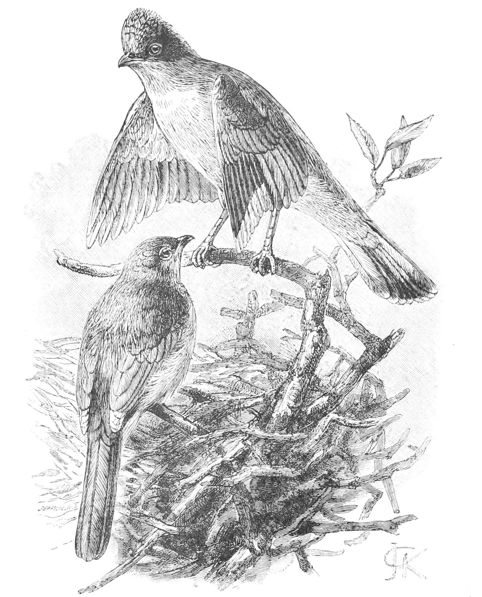 fig116