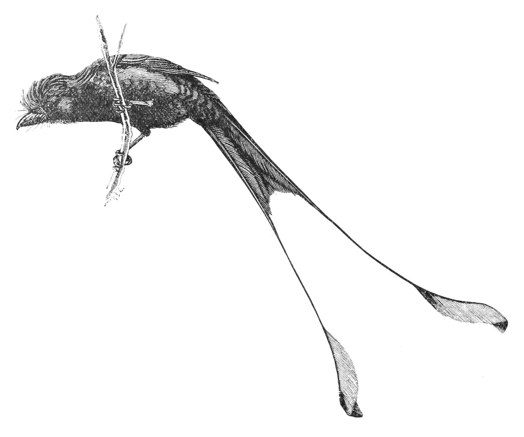 fig117