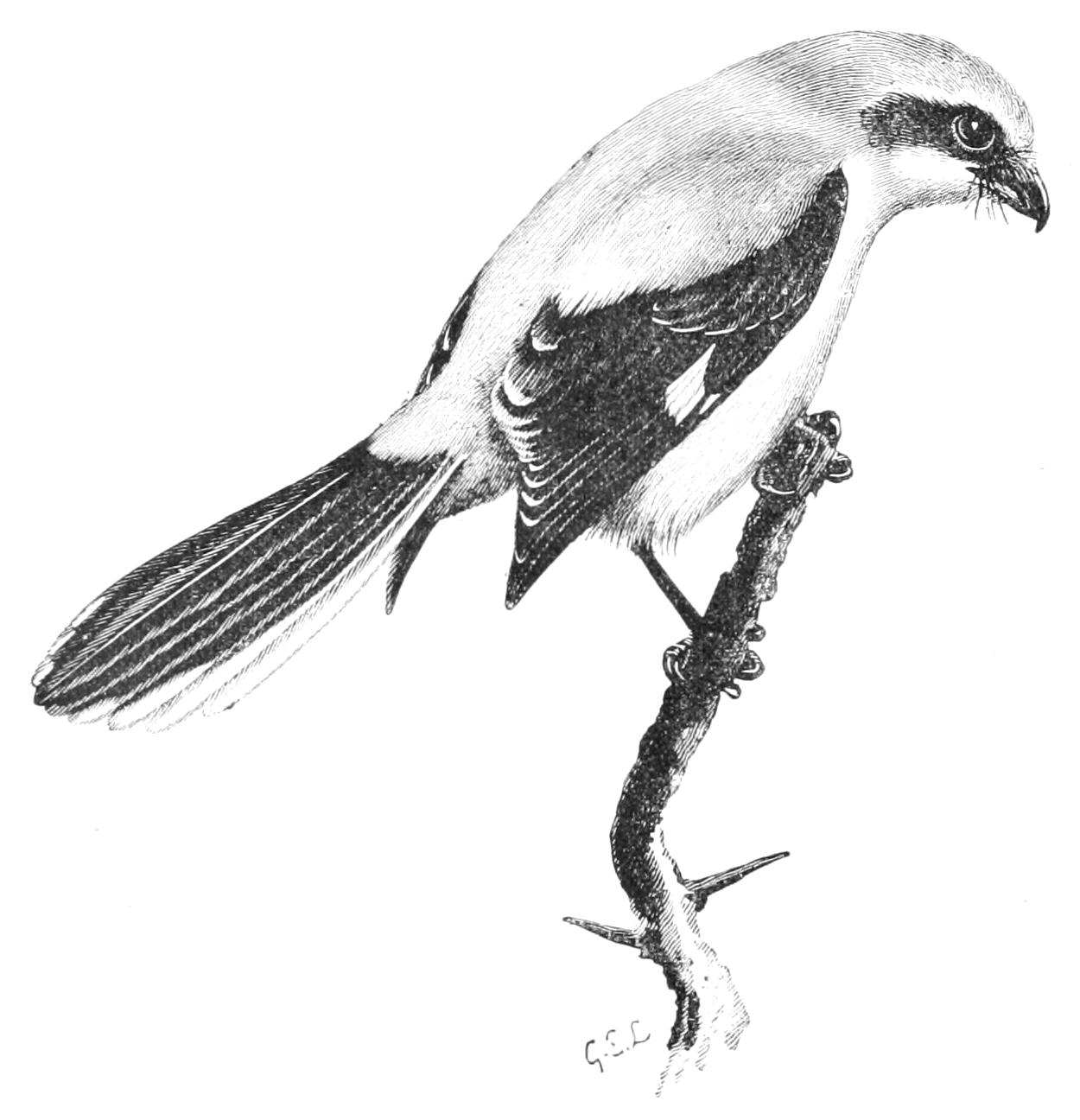 fig119