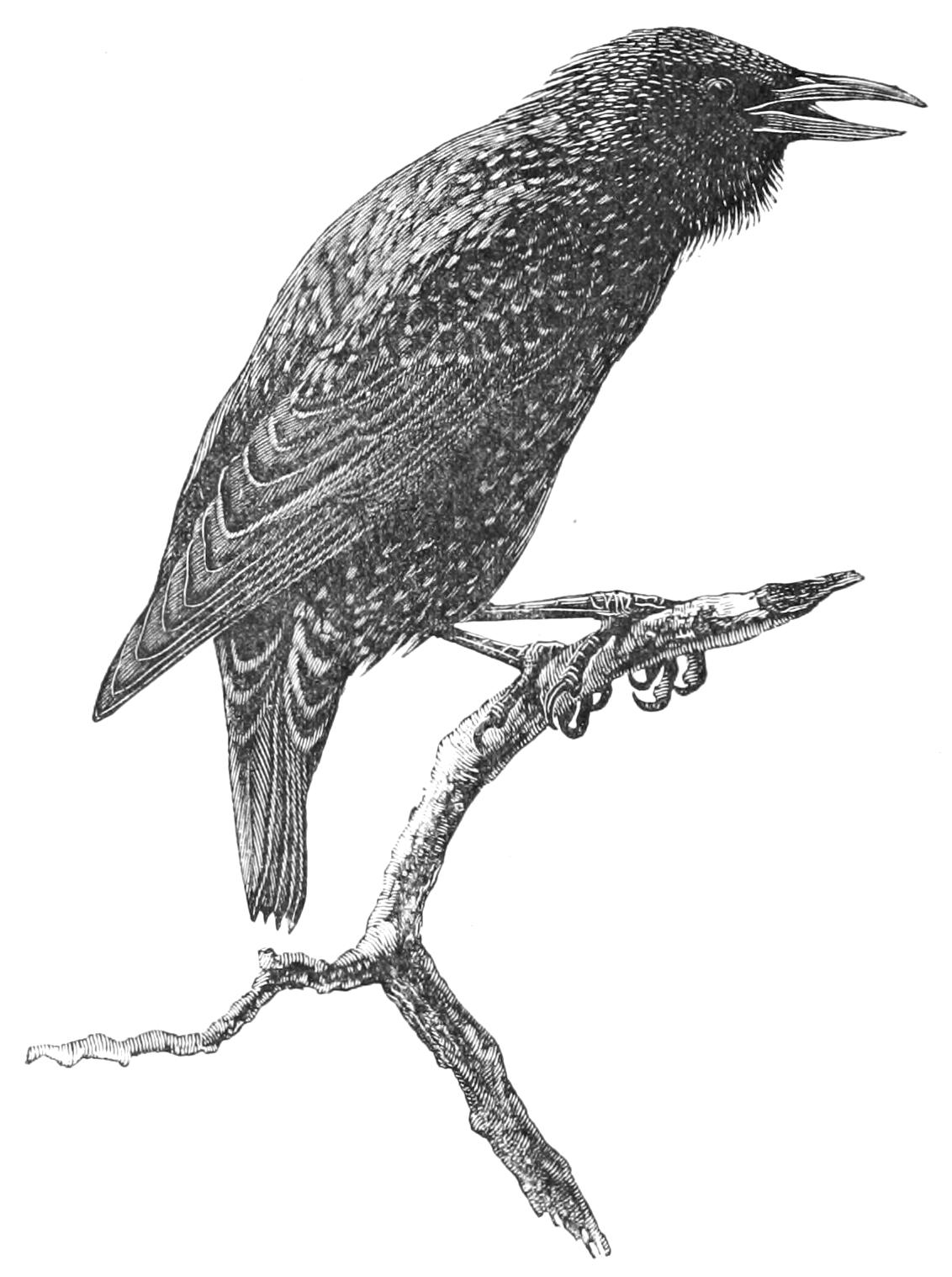 fig132