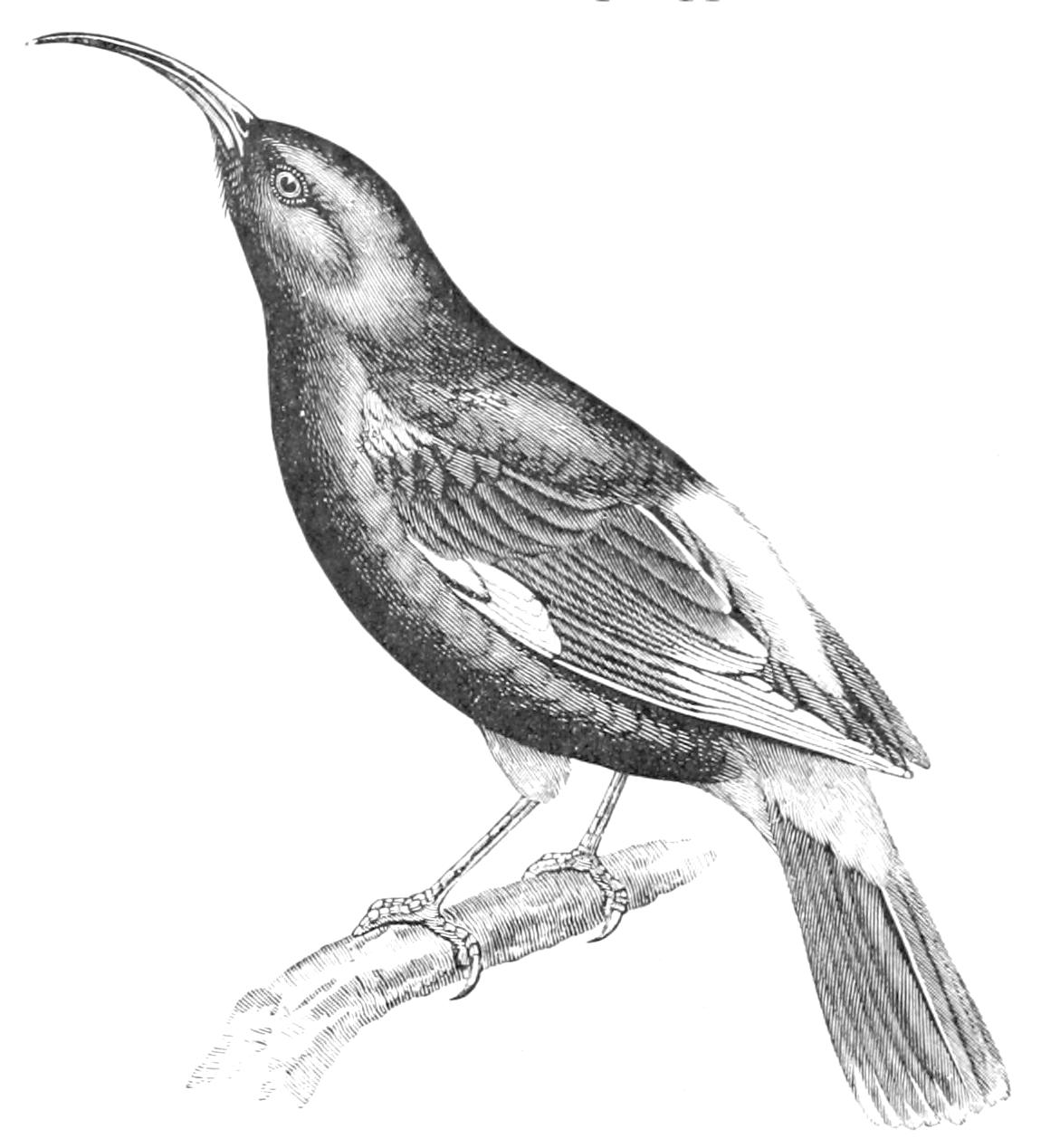 fig133