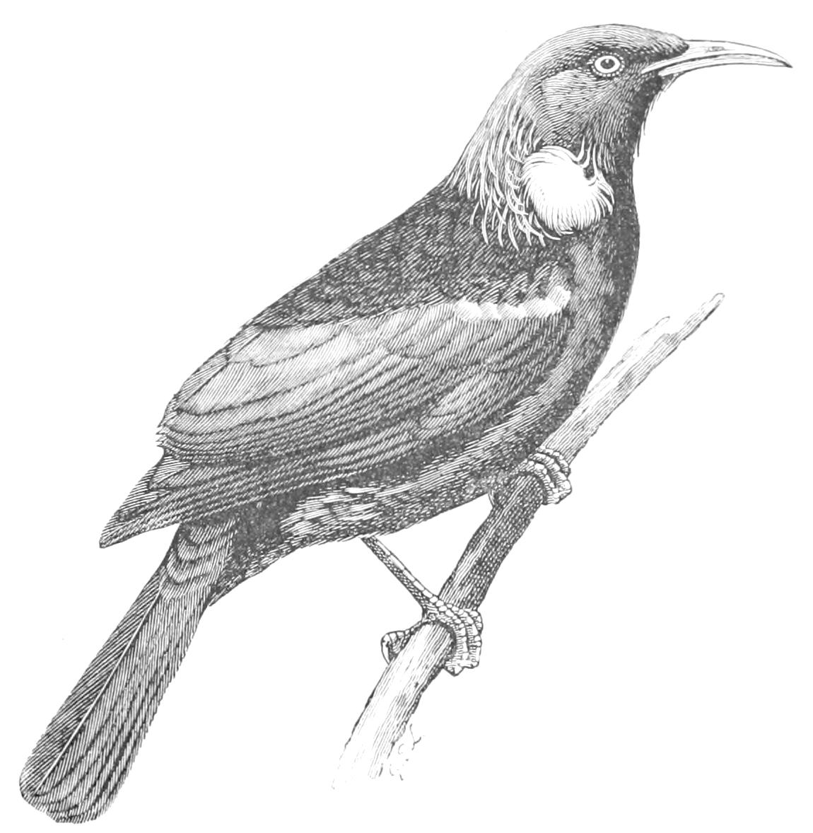 fig135