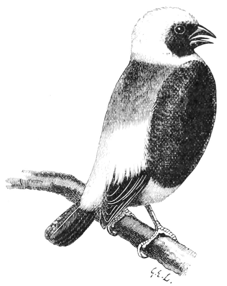 fig141