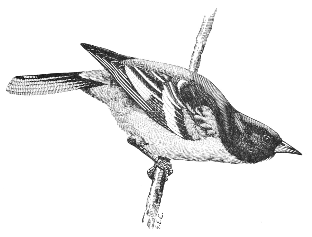 fig142