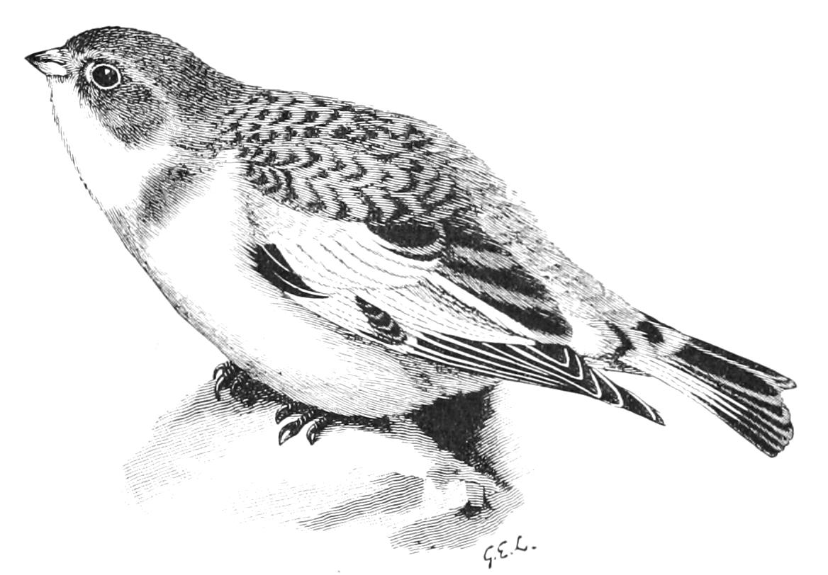 fig144