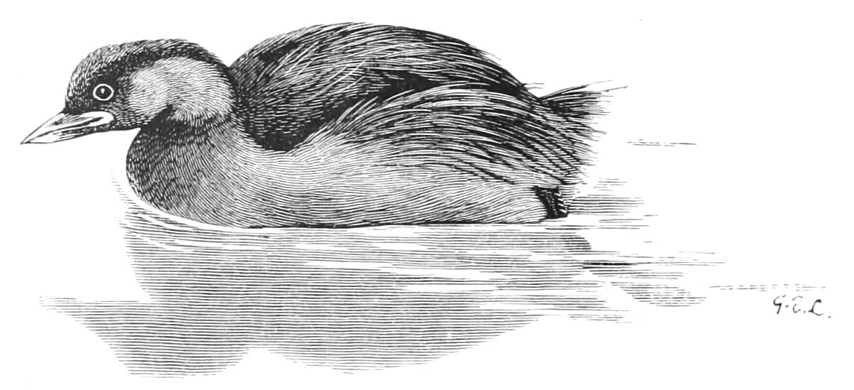 fig16