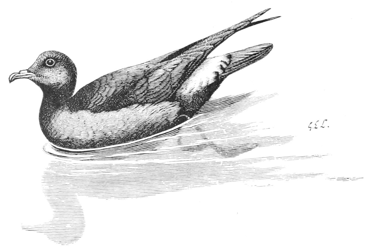 fig19