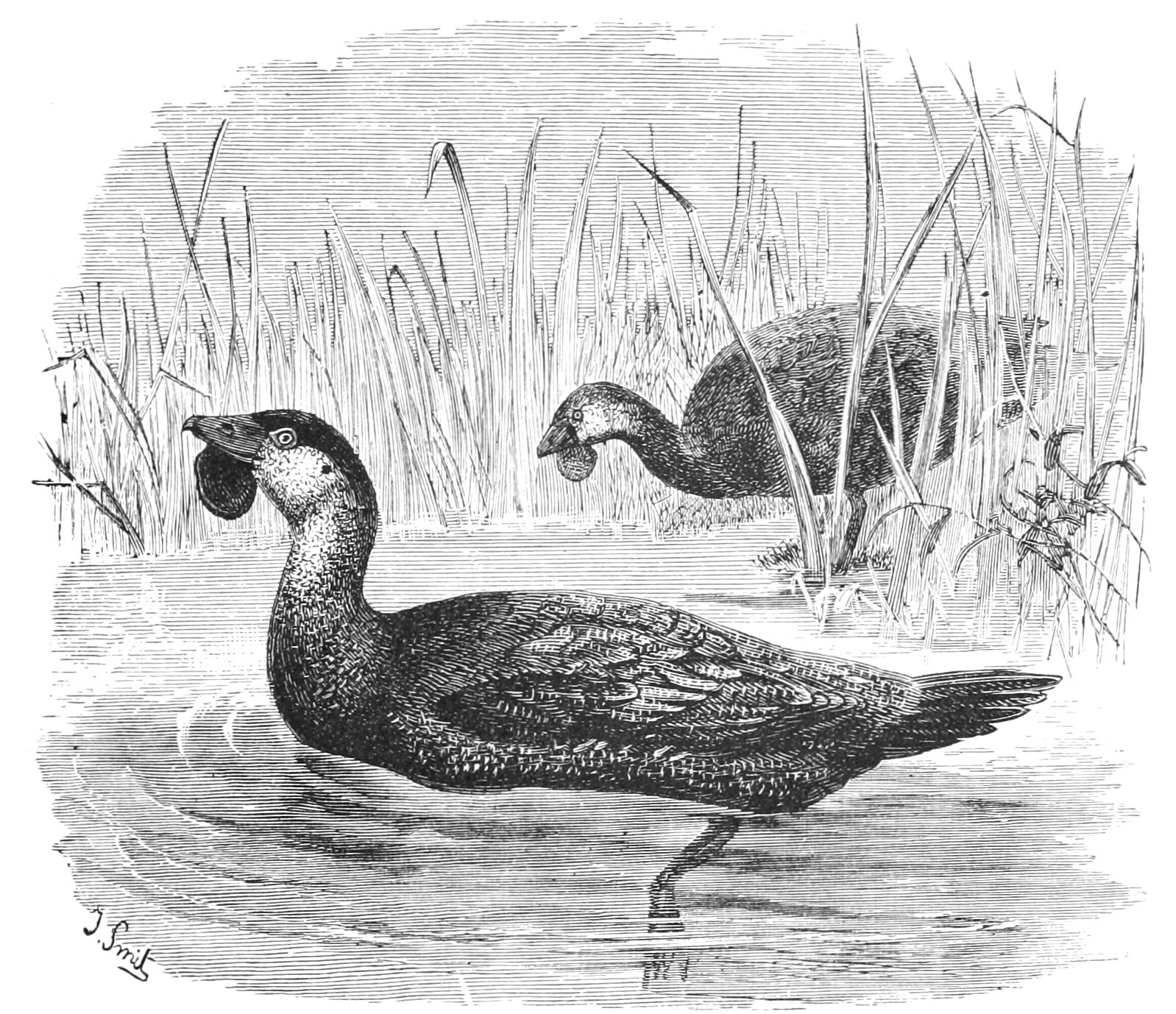 fig33