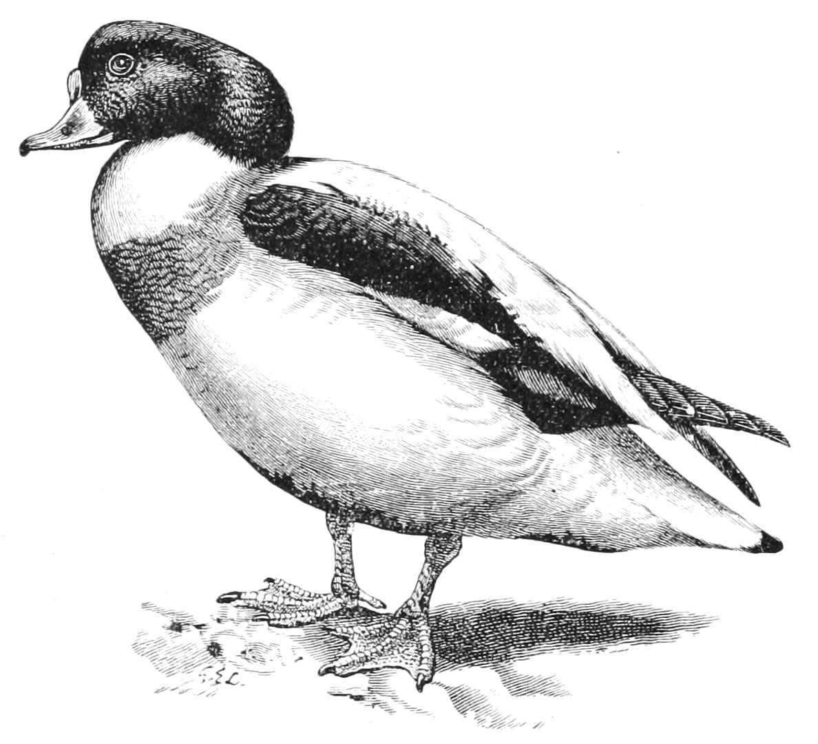 fig34