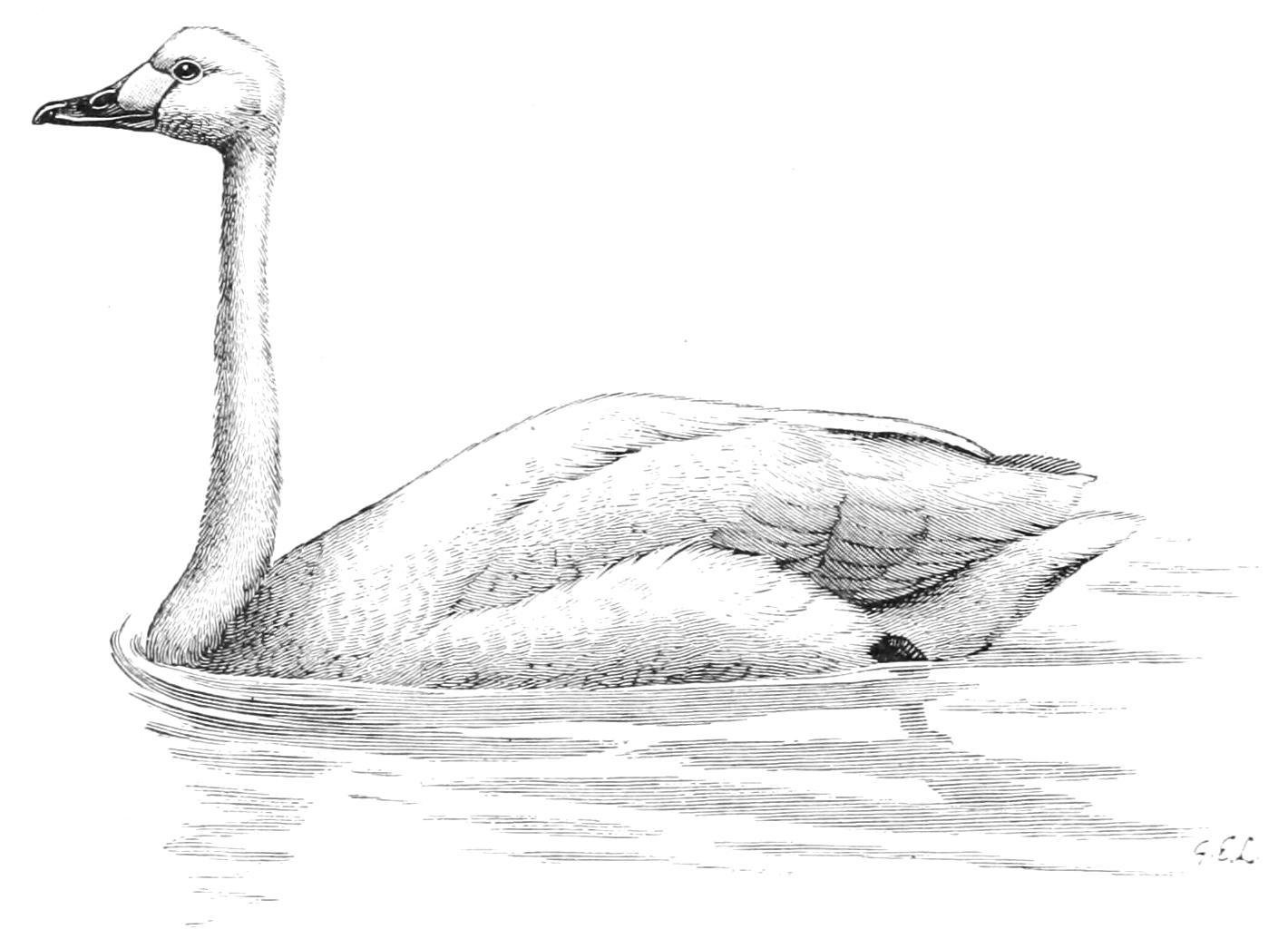 fig36