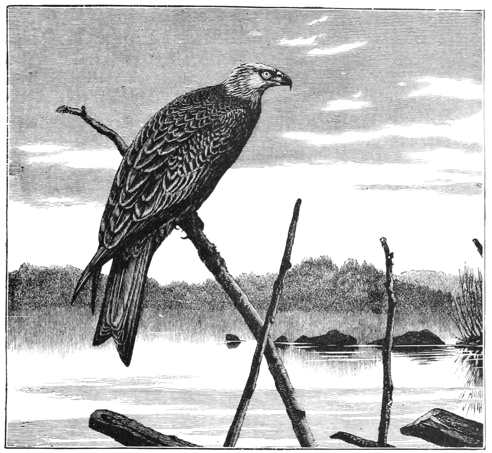 fig41