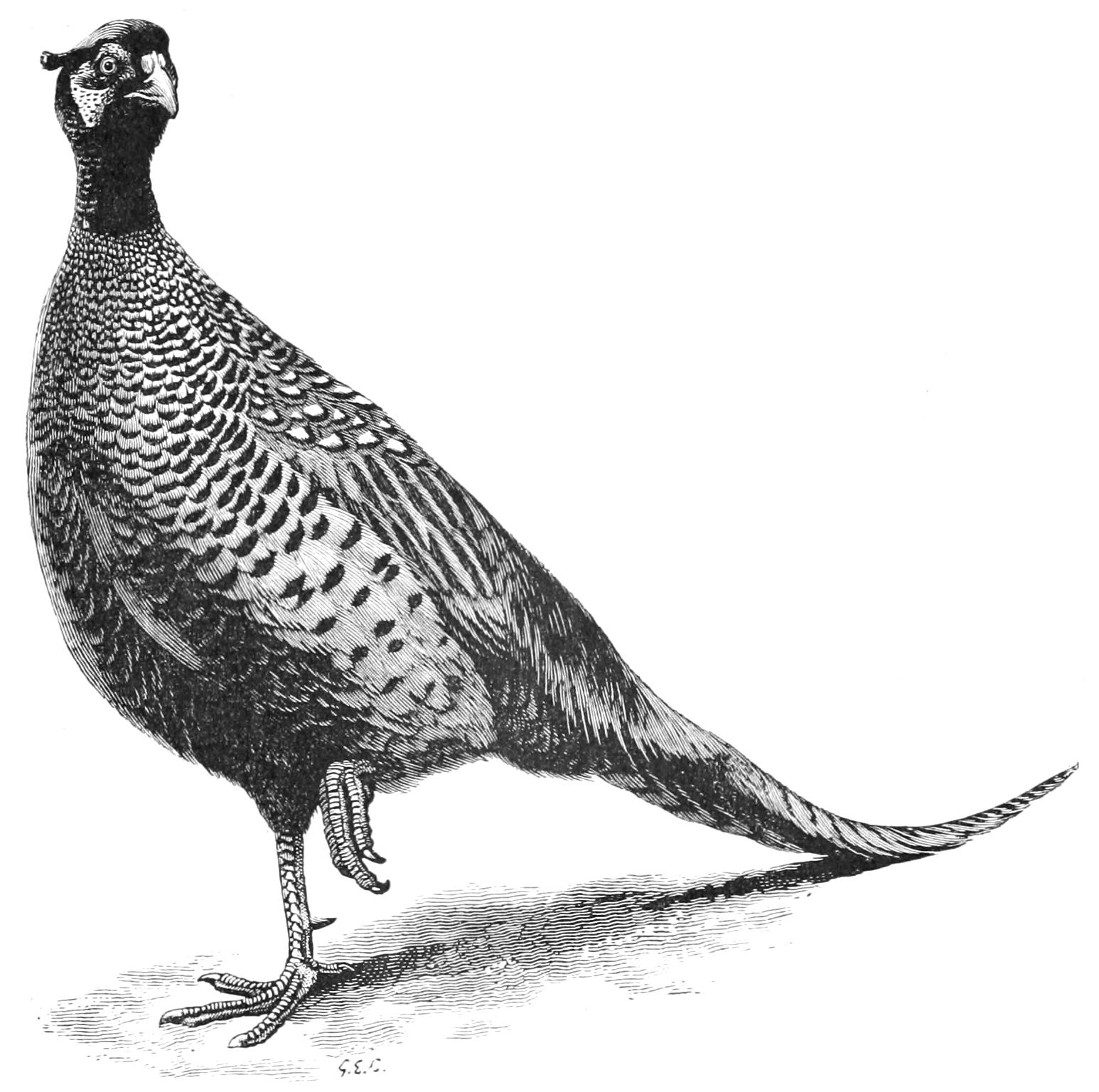 fig46