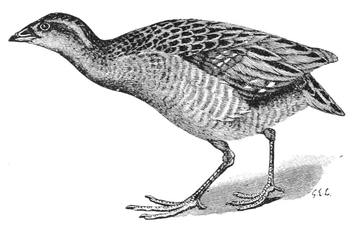 fig50