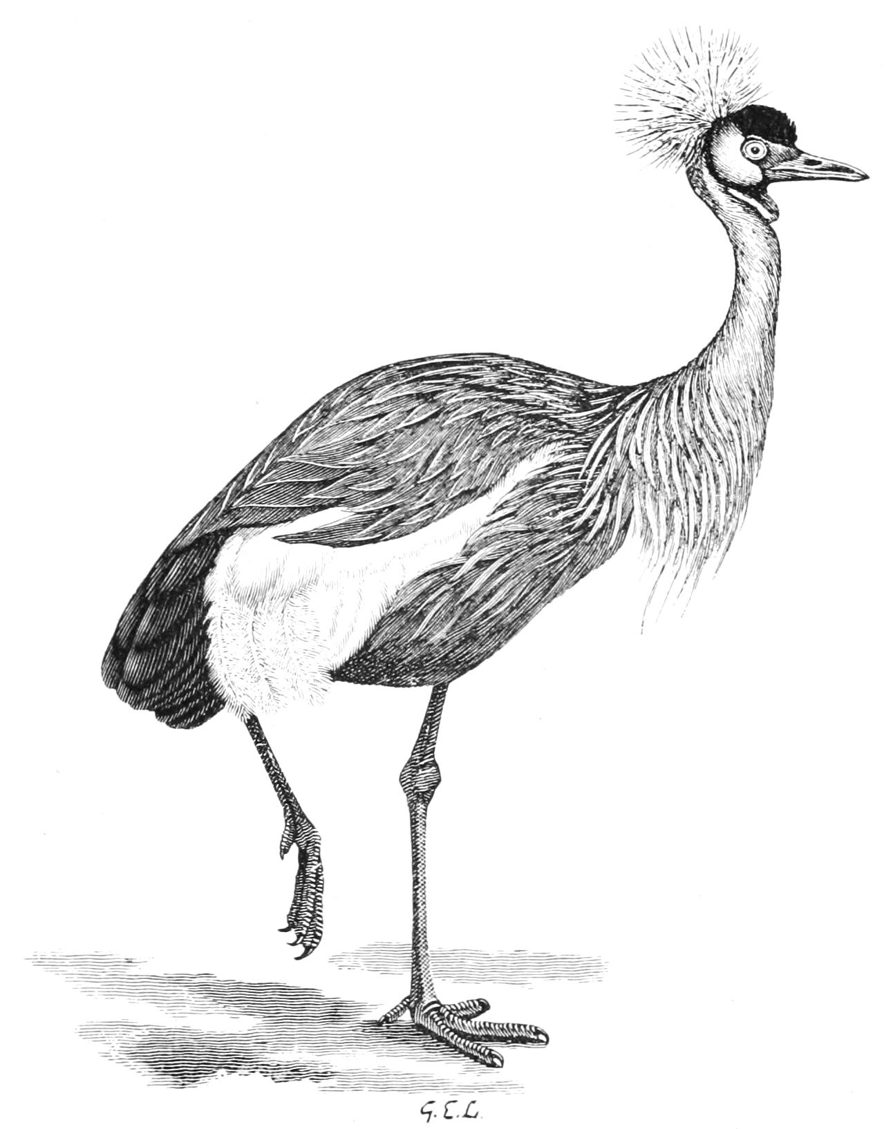 fig51