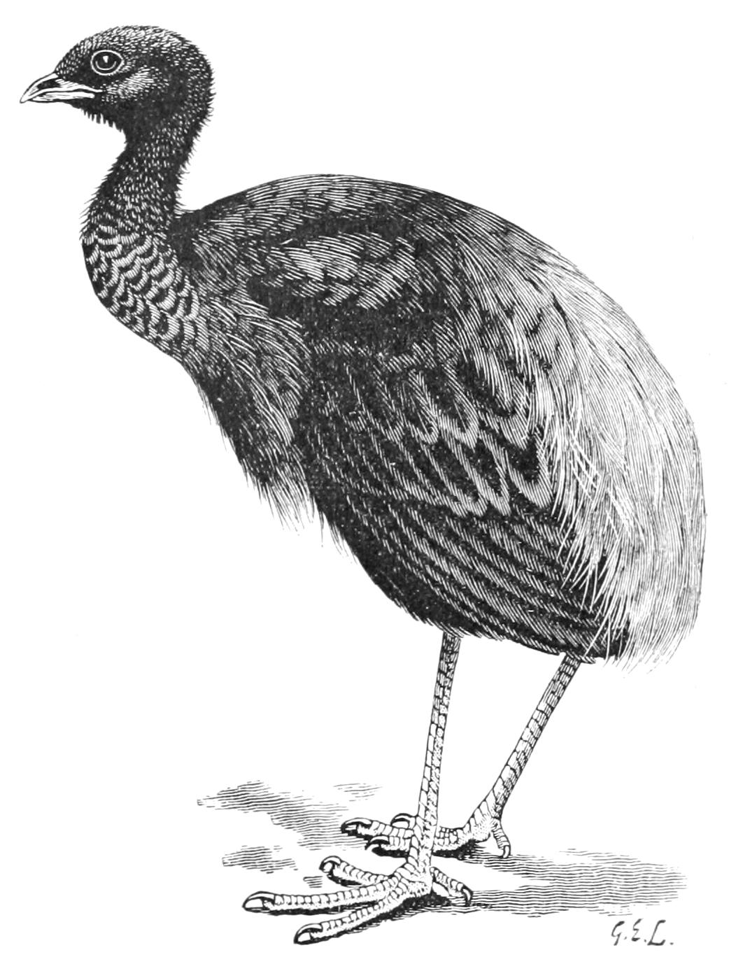 fig52