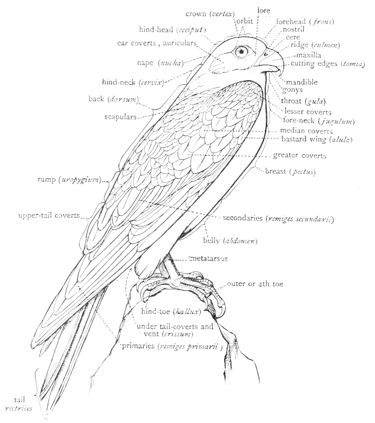 fig6