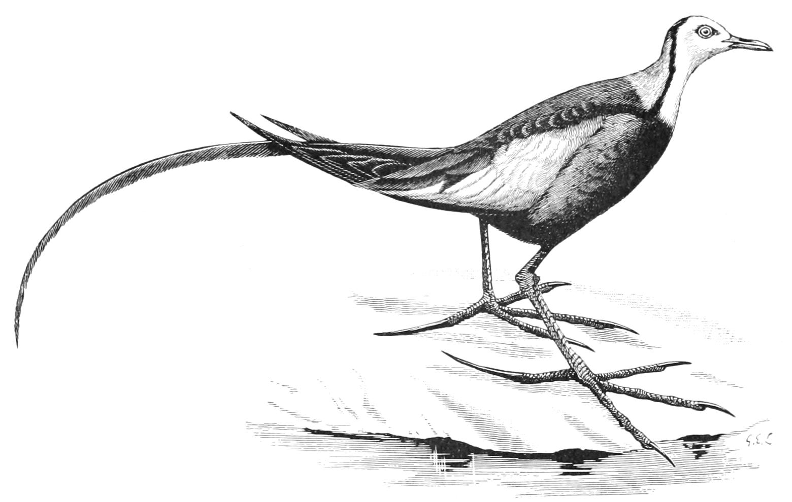 fig61