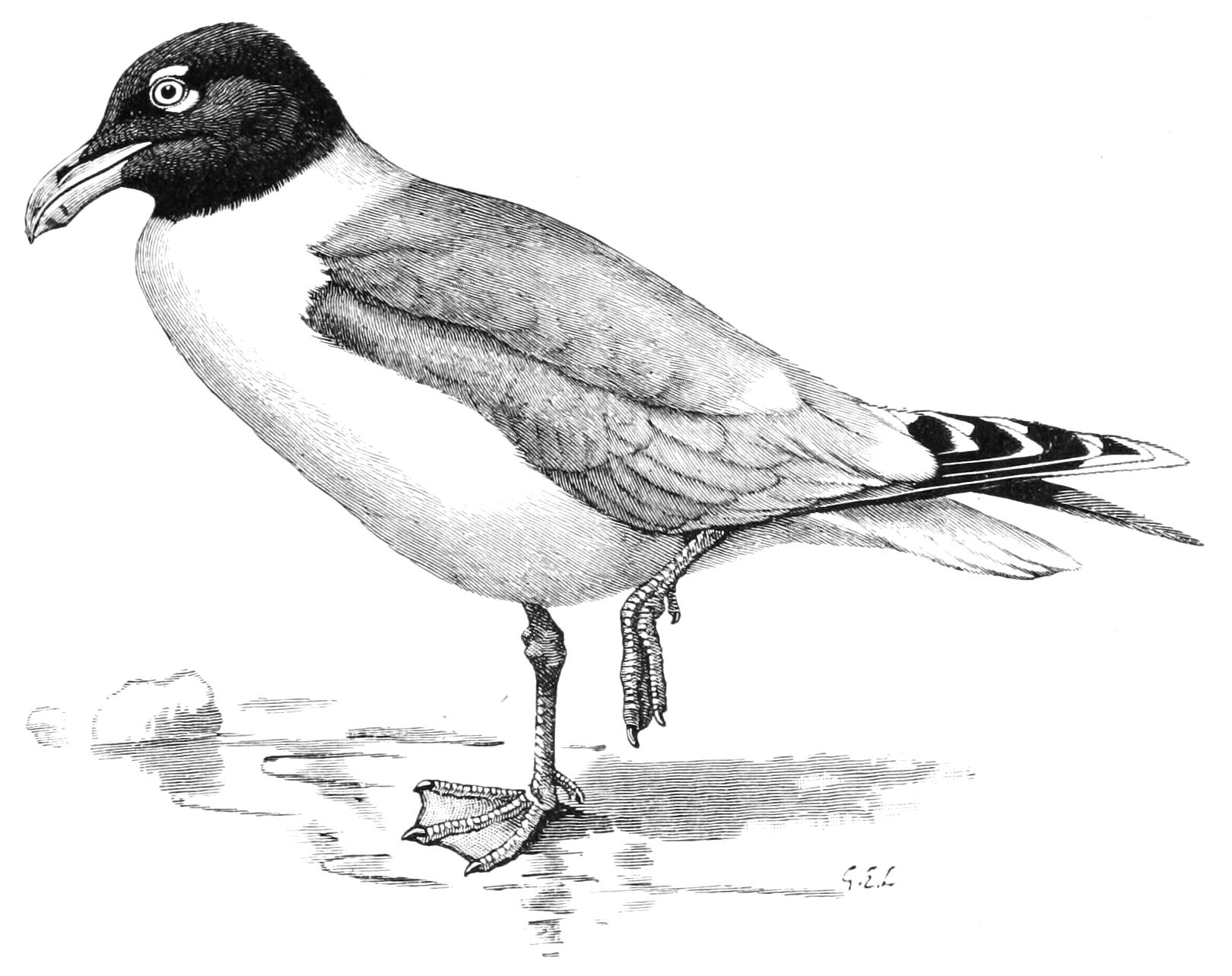 fig62