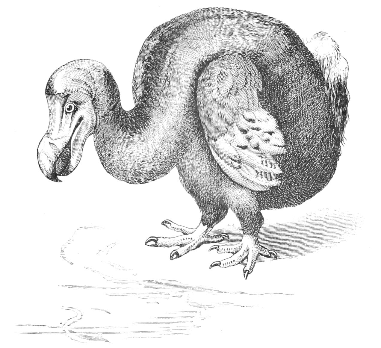 fig66