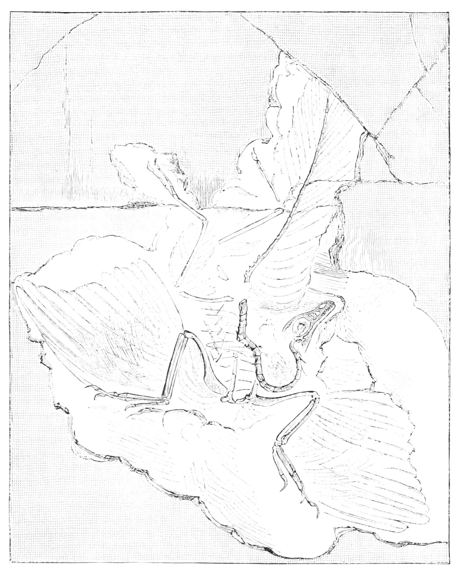 fig7