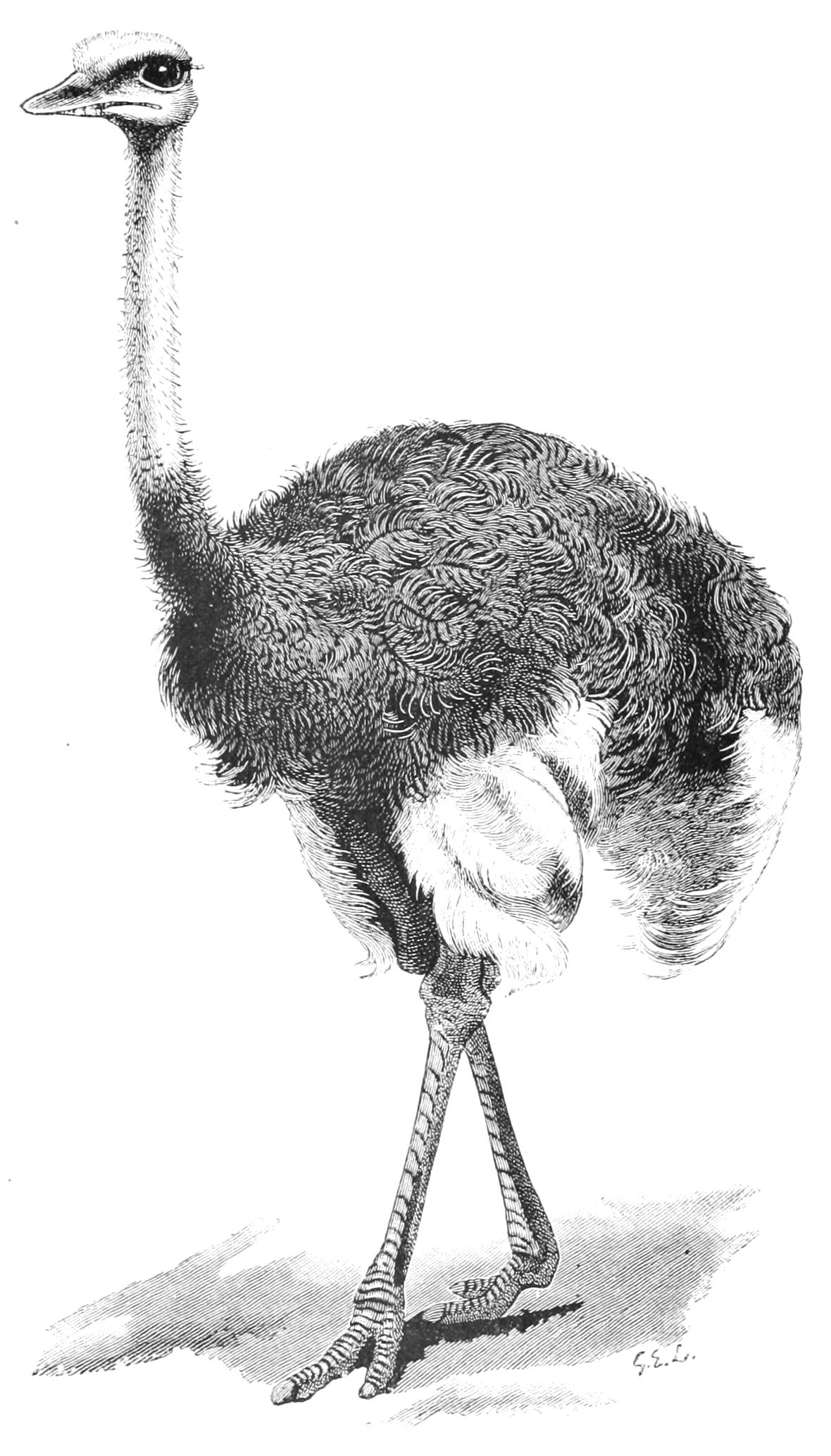 fig8