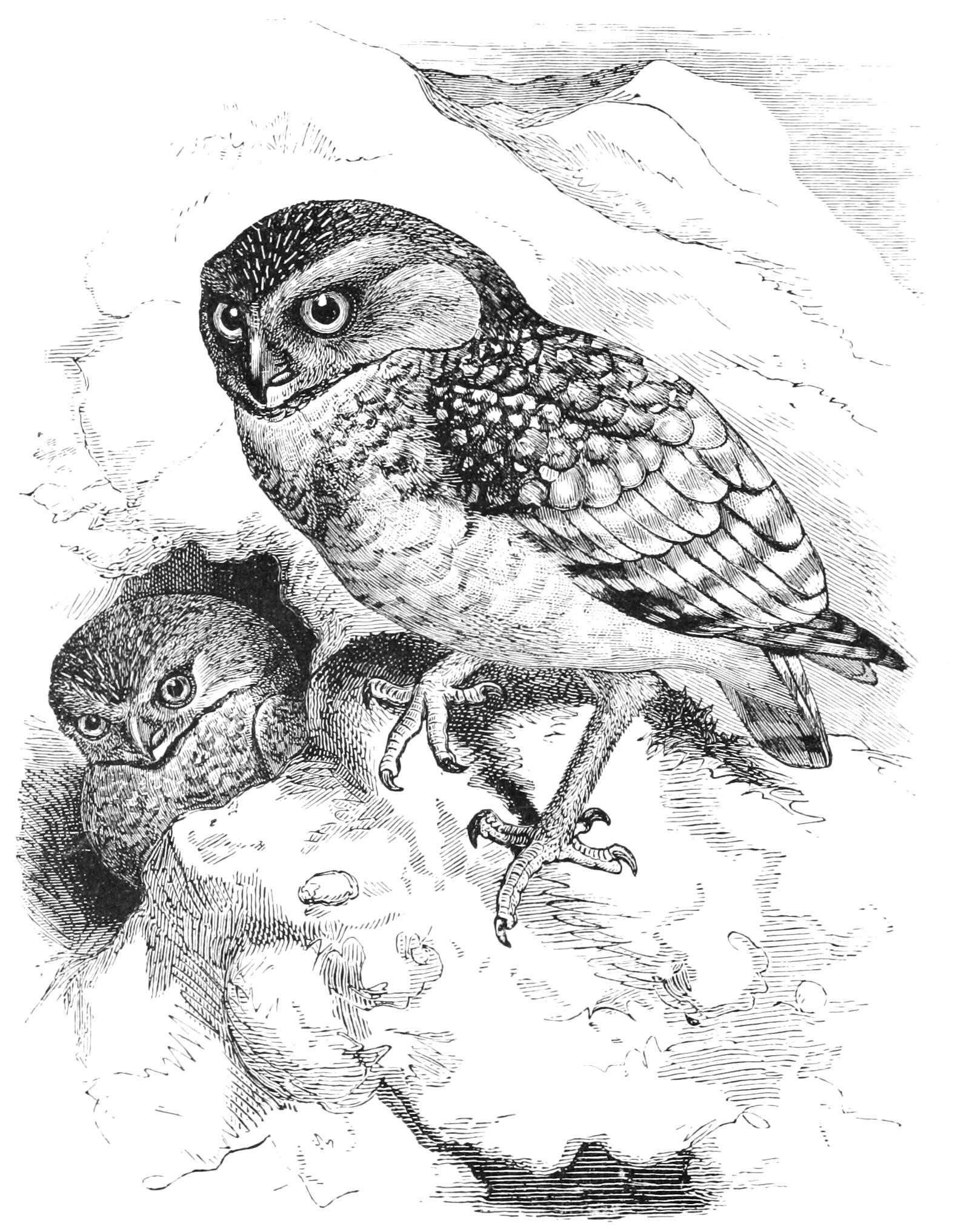 fig86