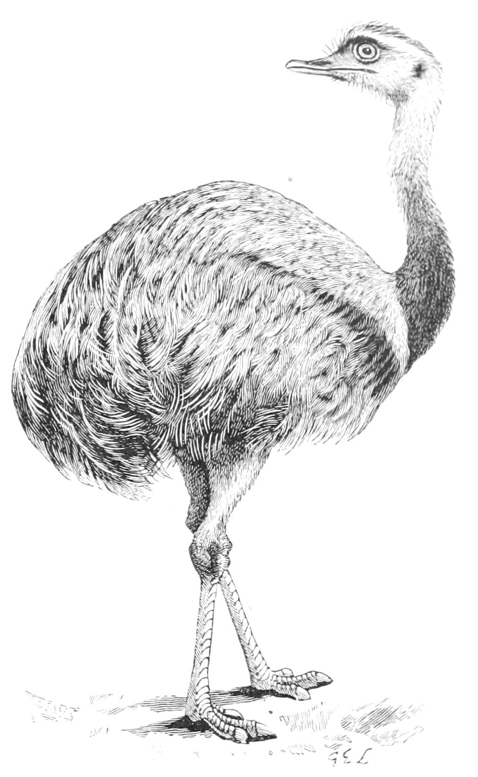 fig9