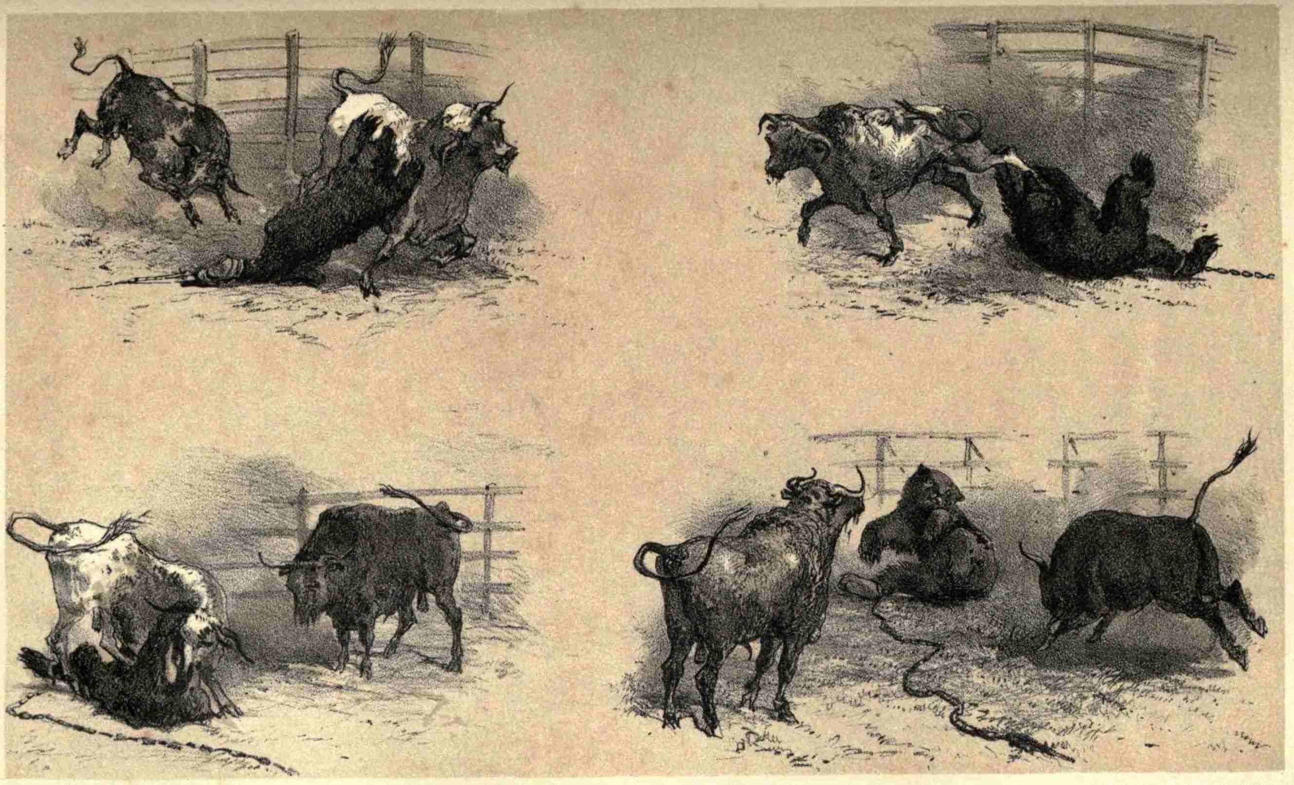 J. D. BORTHWICK, DELD.      M. & H. HANHART, LITH.

BULL & BEAR FIGHT.