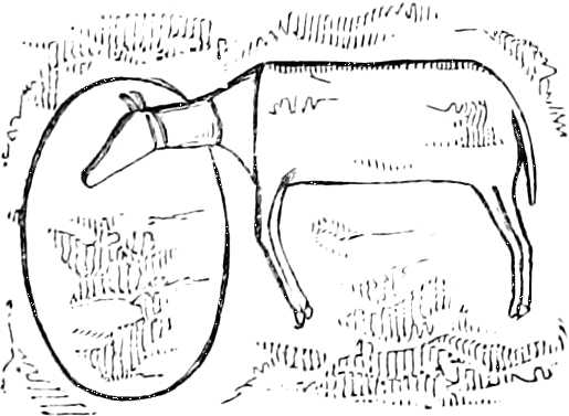 Bull jumping into a Ring