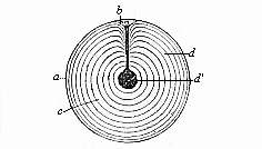 Fig. 15--A fertilised ovum from the oviduct of a hen.
